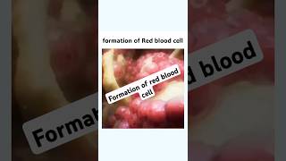 Formation of Red Blood Cell shorts mbbs femalereproductivesystem pregnancy [upl. by Drofniw]