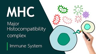 Major Histocompatibility Complex  Basic Science Series [upl. by Dragon]