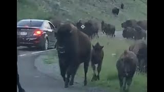 Bisons sur la route [upl. by Chapell]