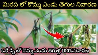 మిరప లో కోమ్మా ఎండు తెగుల నివారణకు ఈ ఒక స్ప్రే చాలు  Chilli Dieback Disease Control in Telugu [upl. by Leksehc733]