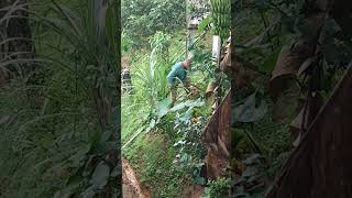 Un jíbaro agricultor en 🇵🇷 cosechando y sembrando yautia [upl. by Iamhaj]