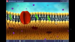sintesiil trasporto attraverso la membrana1parte [upl. by Valerlan]