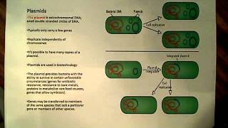 Bacterial DNA Plasmids and DNA packaging [upl. by Ymorej]