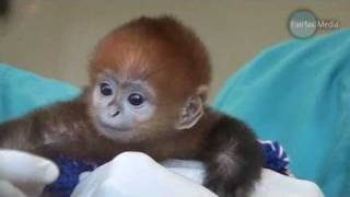 Baby Monkey Francois Langur [upl. by Krystin]