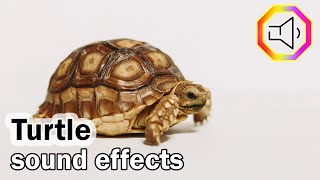 Turtle Sound Effects  Turtle sounds  Turtle MoaningHisses [upl. by Endaira]