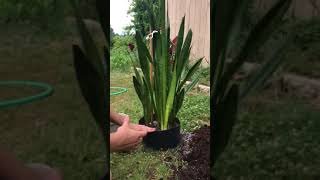 How To Repot A Snake Plantmotherinlaws Tongue Sansevieria snakeplant [upl. by Aidin794]