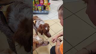 Two Adorable Dogs Visit Our Store  Unexpected Visitors [upl. by Eilyr493]