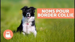 Comment appeler votre border collie [upl. by Dimmick]