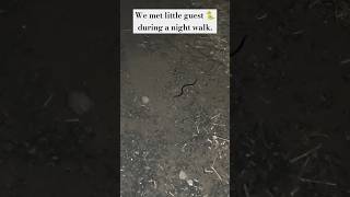 Baby snake 🐍 babysnake snake snakevideo shortvideo nature naturalvideo shortsfeed nightwalk [upl. by Lilithe805]