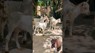 5 bakri ke palan se 1 saal me kitni kamai jane sach rooftop GOAT farming earn facts fun farm [upl. by Shivers]