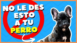 🚫¡CUIDADO No le des éstos alimentos a tu perro🚫 [upl. by Engedus]