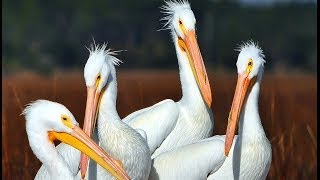 Wildlife Scenes in the Salt Marsh [upl. by Nrojb261]