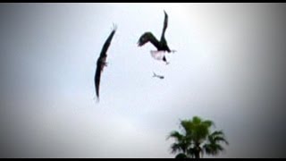 Bald Eagle Midair Fight Caught on tape at a football camp [upl. by Aeriela]