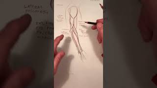 Master Your Wrist Muscles Extensor Carpi Radialis And Ulnaris Explained [upl. by Aidul51]