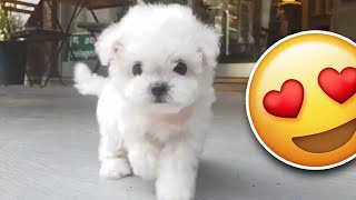 Bichon frise PUPPY is the cutest [upl. by Georgie]