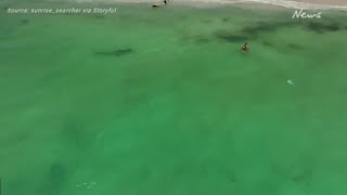 Australian Beach Closed After 8Foot Shark Spotted [upl. by Ecnerwaled]