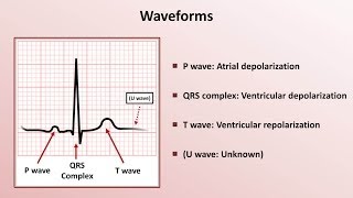 Intro to EKG Interpretation  Waveforms Segments and Intervals [upl. by Whitehurst402]