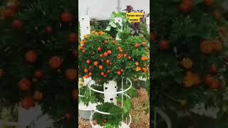 aeroponic farming at home aeroponics farming nature viral trending [upl. by Anair]