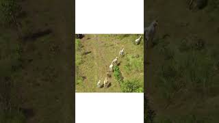 Mustering cattle Helicopter mustering Mattwright fyp learningtodog sidehustle foryou r22 [upl. by Sy93]