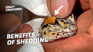 Oddly Satisfying SkinShedding Animals [upl. by Ahsrats]