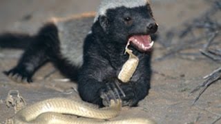 The Honey Badgers Dont give a F [upl. by Nihhi]