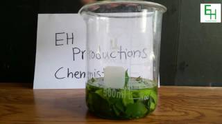 Extract Chlorophyll For Science Not For Eating [upl. by Zaller239]