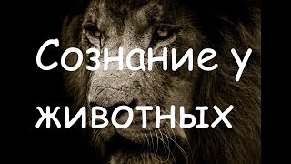 Есть ли сознание у животных Автор lee новая озвучка [upl. by Nysila]