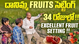 దానిమ్మ Fruits సెట్టింగ్ 34 రోజుల్లోExcellent fruit settingpomogranate farming horticulture [upl. by Folger557]