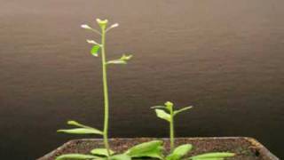 Arabidopsis Time Lapse 9 [upl. by Ilzel]