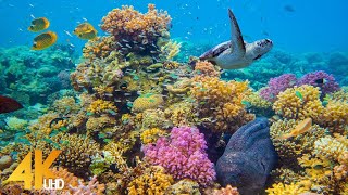 4K Stunning Underwater Wonders of the Red Sea  Colorful Coral Reef Inhabitants  3 HOUR [upl. by Zeralda759]