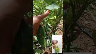 Mini garden variety vegetable plants 😍netureharika minigarden shorts goodvibes yt subscribe me [upl. by Draned392]