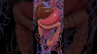 Peristalsis of the large intestine 3dmodel anatomy meded [upl. by Ahtrim]