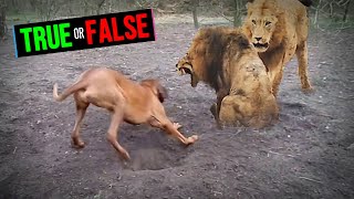 Rhodesian Ridgeback Can Lure Out Lions From Caves shorts [upl. by Halladba]