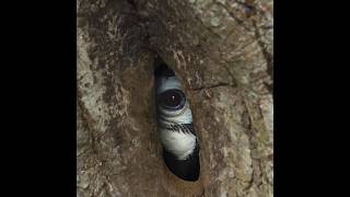 Smart Hornbill Nest 😱 [upl. by Issirk]