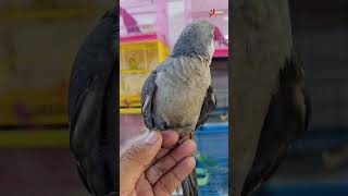 Grey Monk Parrot KrishnaAviary parrot ytshorts pets monkparrot macaw birds redfrontedmacaw [upl. by Attelahs]