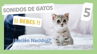 😺 SONIDOS de 5 GATOS BEBES 👶 Llorando Pidiendo ayuda Recién nacidos 🍼 [upl. by Nossila]