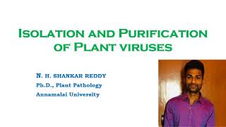 Isolation and Purification of Plant Viruses  Plant Virology  MSc Plant Pathology [upl. by Nnylatsirk]