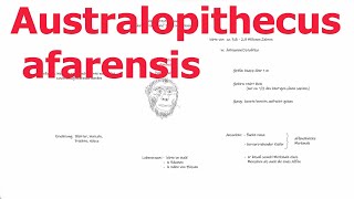 schulfritzAustralopithecus afarensis [upl. by Atsira]