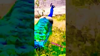 Peacock 🦚mor nature peacock beautiful song explore animals trendingshort [upl. by Agon]