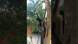 🇲🇽 Monkeys at Grand Sirenis Riviera Maya TravelWorldExperiences travel animals vacation [upl. by Birch560]