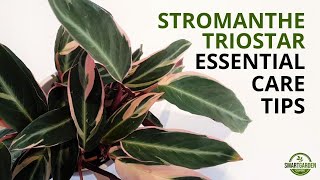 Stromanthe Triostar Care  Complete Guide To Growing Stromanthe sanguinea Triostar [upl. by Peer]