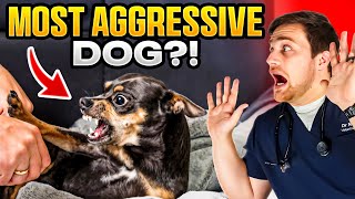 Are Chihuahuas the MOST Aggressive Dog Breed [upl. by Atolrac]