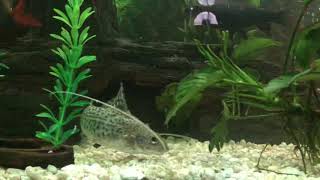 Pictus Catfish in my 135 Gallon “Shark” Tank [upl. by Erlewine]