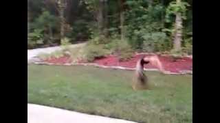 7 year old back handspring tuck tumbling pass [upl. by Yllatan]