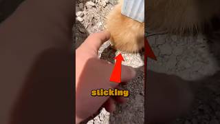 Animal Stuck In Drainage Is Rescued 😱 [upl. by Saenihp]