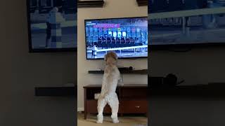 Dog Jumps For Joy Watching Horse Race 🐾 shorts dog horseracing [upl. by Philippe]