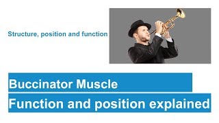 Buccinator muscle [upl. by Nottus]