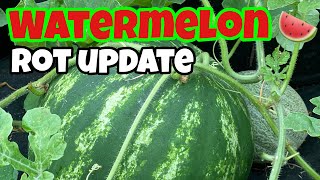 Update on watermelons 🍉 rotting [upl. by Orbadiah]