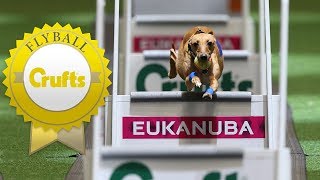 Meet Hustle and Shoots  The Fastest Dogs in Flyball [upl. by Xanthe]