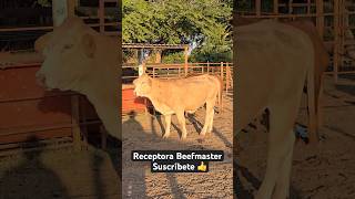 beefmaster brahman rancho vlog [upl. by Xam728]